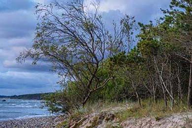 APEX英雄 赛事组织逐步规范，apexalgs赛制